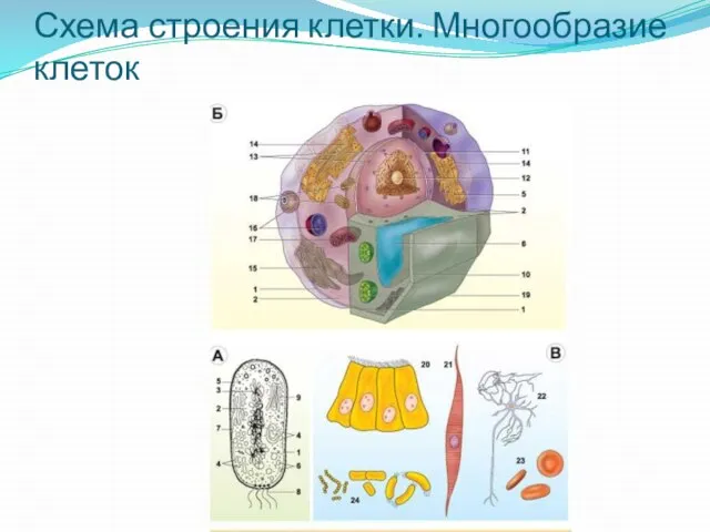 Схема строения клетки. Многообразие клеток