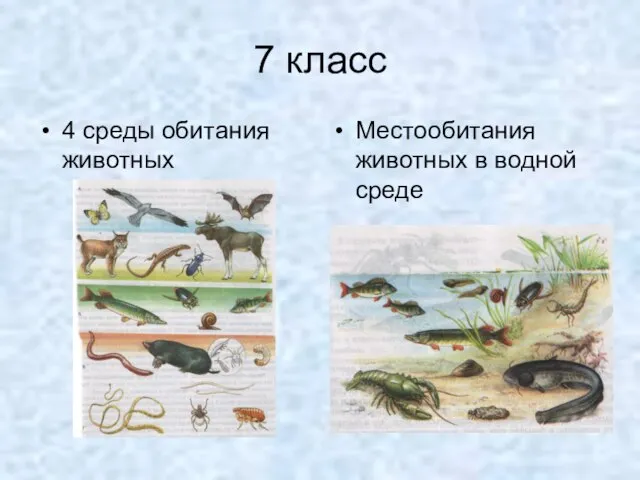 7 класс 4 среды обитания животных Местообитания животных в водной среде