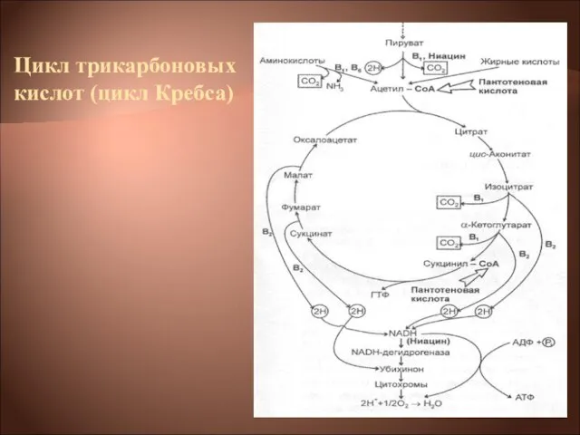 Цикл трикарбоновых кислот (цикл Кребса)