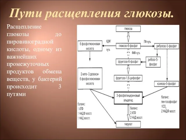 Пути расщепления глюкозы. Расщепление глюкозы до пировиноградной кислоты, одному из важнейших промежуточных