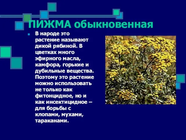 ПИЖМА обыкновенная В народе это растение называют дикой рябиной. В цветках много