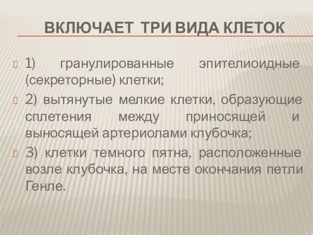 включает три вида клеток 1) гранулированные эпителиоидные (секреторные) клетки; 2) вытянутые мелкие