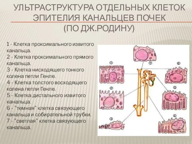 Ультраструктура отдельных клеток эпителия канальцев почек (по Дж.Родину) 1 - Клетка проксимального