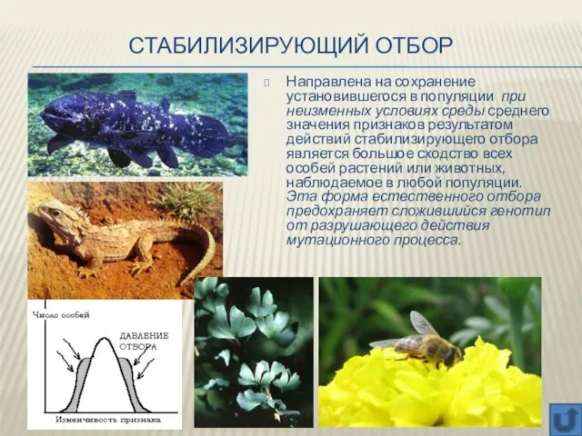 Стабилизирующий отбор Направлена на сохранение установившегося в популяции при неизменных условиях среды