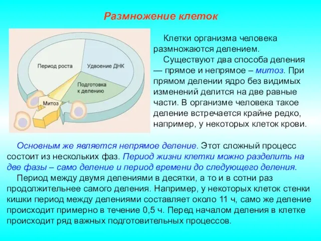 Размножение клеток Основным же является непрямое деление. Этот сложный процесс состоит из