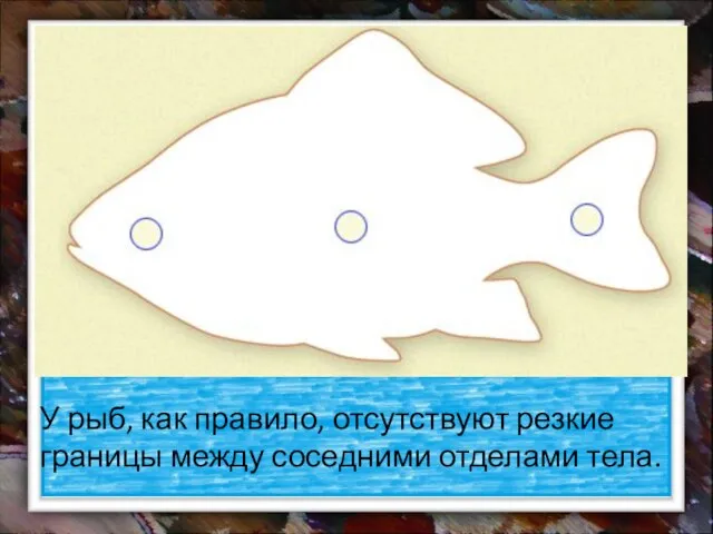 У рыб, как правило, отсутствуют резкие границы между соседними отделами тела.