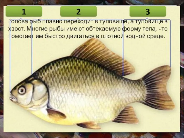 Голова рыб плавно переходит в туловище, а туловище в хвост. Многие рыбы