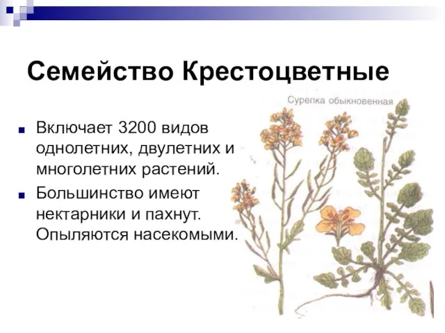 Семейство Крестоцветные Включает 3200 видов однолетних, двулетних и многолетних растений. Большинство имеют