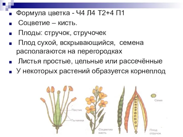 Формула цветка - Ч4 Л4 Т2+4 П1 Соцветие – кисть. Плоды: стручок,