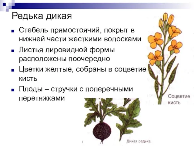 Редька дикая Стебель прямостоячий, покрыт в нижней части жесткими волосками Листья лировидной