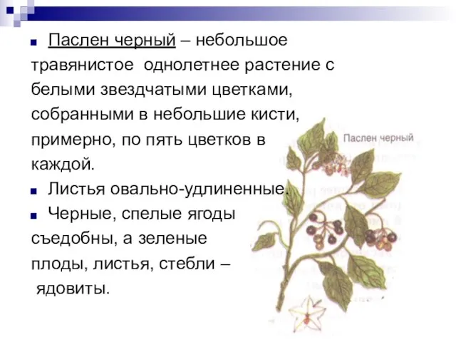 Паслен черный – небольшое травянистое однолетнее растение с белыми звездчатыми цветками, собранными