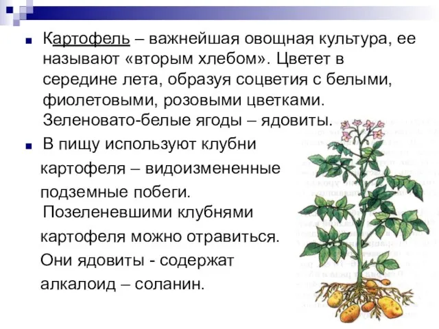 Картофель – важнейшая овощная культура, ее называют «вторым хлебом». Цветет в середине