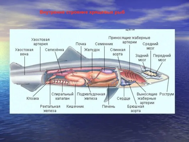 Внутренне строение хрящевых рыб