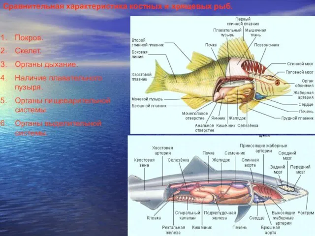 Сравнительная характеристика костных и хрящевых рыб. Покров. Скелет. Органы дыхание. Наличие плавательного