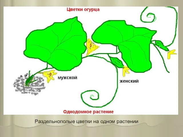 Раздельнополые цветки на одном растении