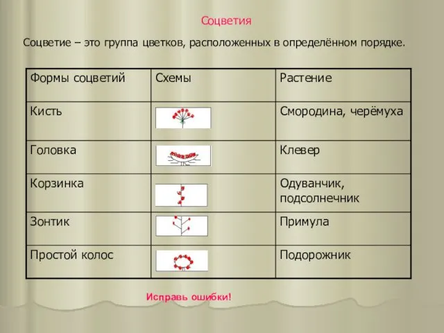 Соцветия Соцветие – это группа цветков, расположенных в определённом порядке. Исправь ошибки!