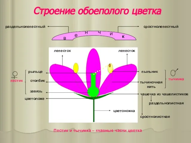 Строение обоеполого цветка в е н ч и к лепесток лепесток пыльник