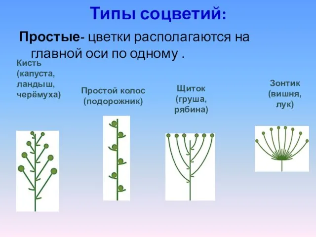 Типы соцветий: Простые- цветки располагаются на главной оси по одному . Кисть