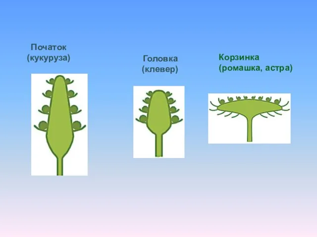 Початок (кукуруза) Головка (клевер) Корзинка (ромашка, астра)