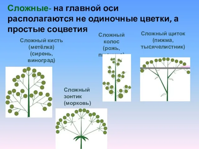 Сложные- на главной оси располагаются не одиночные цветки, а простые соцветия Сложный