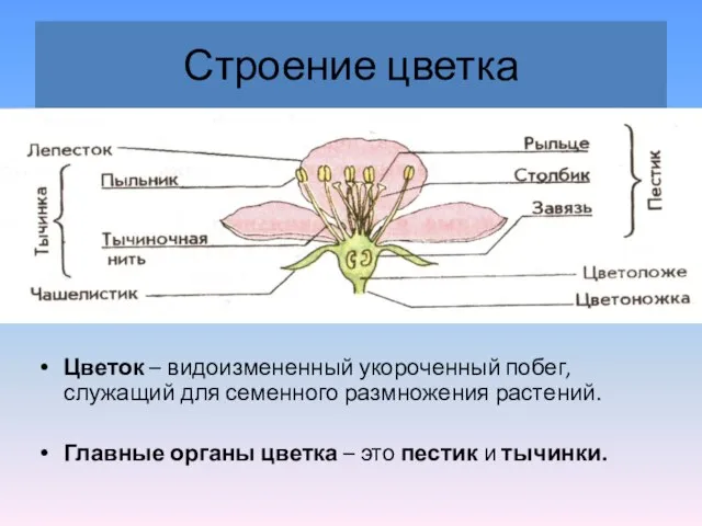 Строение цветка Цветок – видоизмененный укороченный побег, служащий для семенного размножения растений.