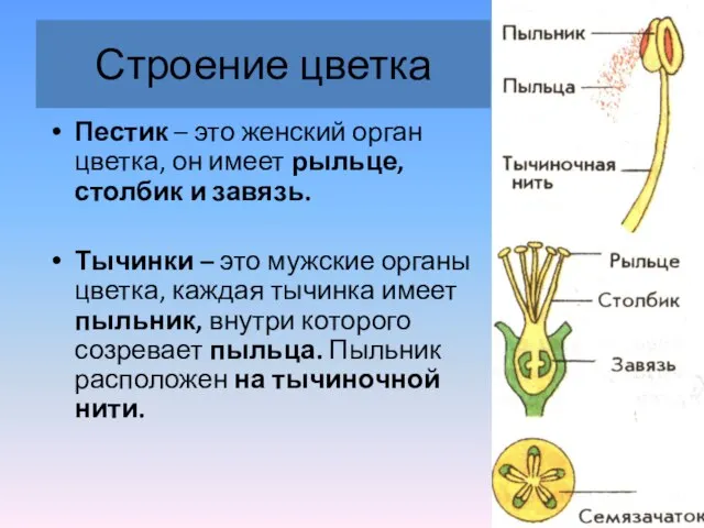 Строение цветка Пестик – это женский орган цветка, он имеет рыльце, столбик