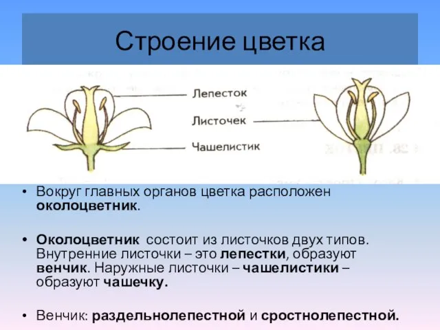 Строение цветка Вокруг главных органов цветка расположен околоцветник. Околоцветник состоит из листочков