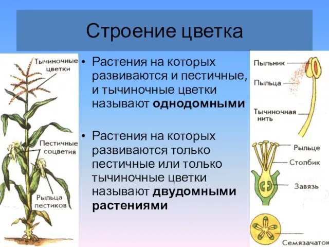 Строение цветка Растения на которых развиваются и пестичные, и тычиночные цветки называют