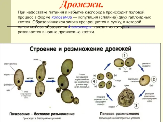 Дрожжи. При недостатке питания и избытке кислорода происходит половой процесс в форме