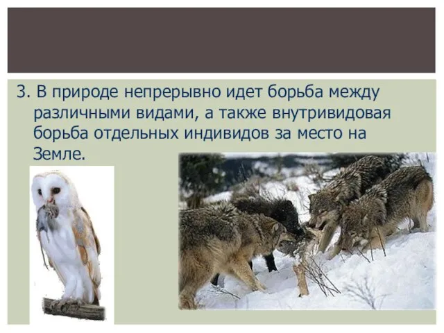 3. В природе непрерывно идет борьба между различными видами, а также внутривидовая