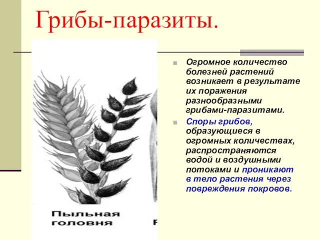 Грибы-паразиты. Огромное количество болезней растений возникает в результате их поражения разнообразными грибами-паразитами.