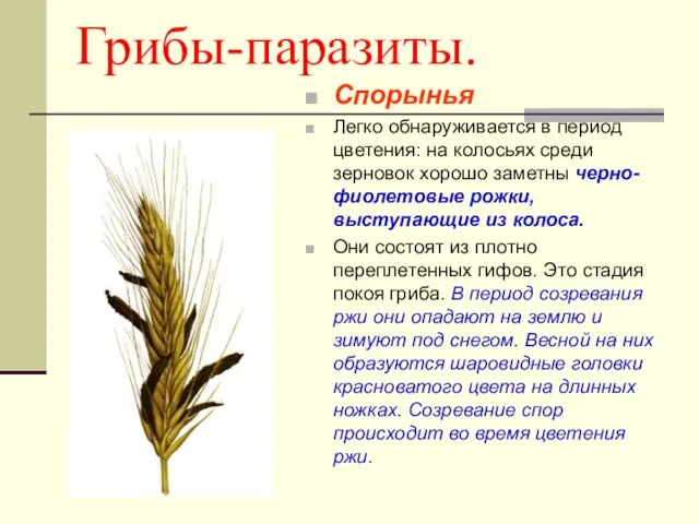 Грибы-паразиты. Спорынья Легко обнаруживается в период цветения: на колосьях среди зерновок хорошо