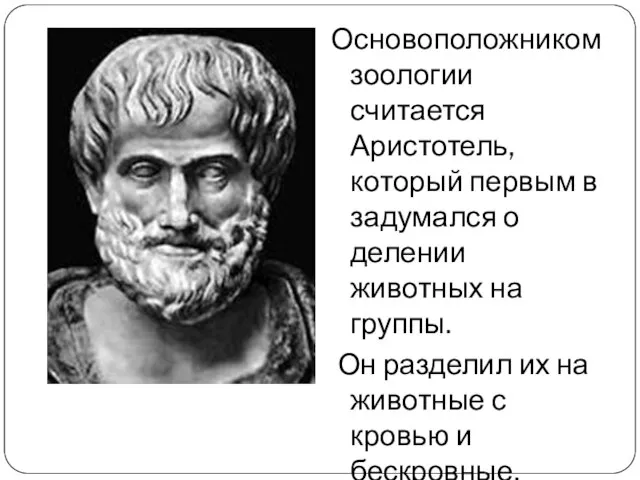 Основоположником зоологии считается Аристотель, который первым в задумался о делении животных на