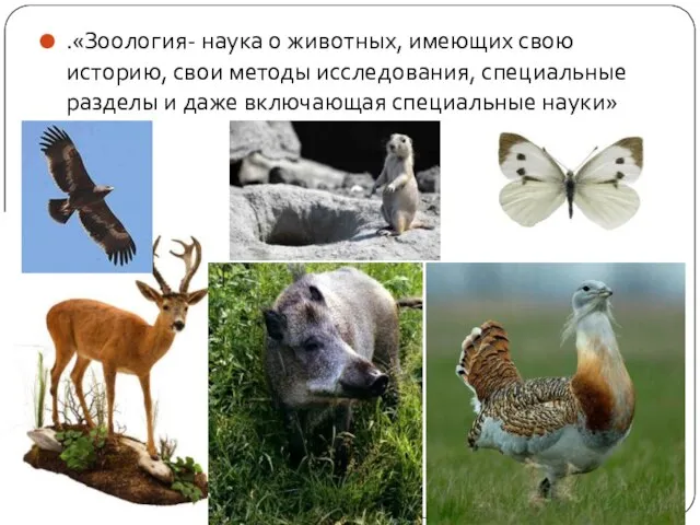 .«Зоология- наука о животных, имеющих свою историю, свои методы исследования, специальные разделы