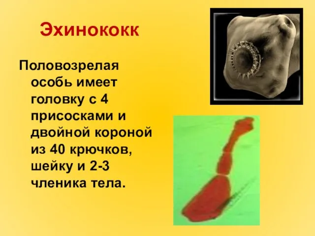 Эхинококк Половозрелая особь имеет головку с 4 присосками и двойной короной из