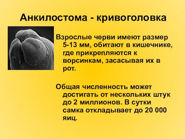 Анкилостома - кривоголовка Взрослые черви имеют размер 5-13 мм, обитают в кишечнике,