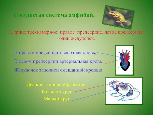 Сосудистая система амфибий. Сердце трехкамерное: правое предсердие, левое предсердие; один желудочек. В