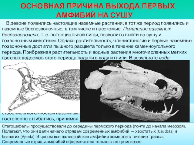 ОСНОВНАЯ ПРИЧИНА ВЫХОДА ПЕРВЫХ АМФИБИЙ НА СУШУ В девоне появились настоящие наземные