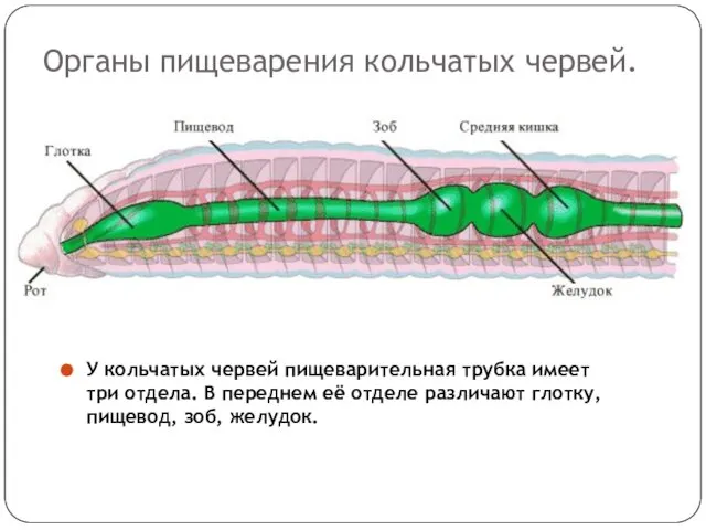 Органы пищеварения кольчатых червей. У кольчатых червей пищеварительная трубка имеет три отдела.