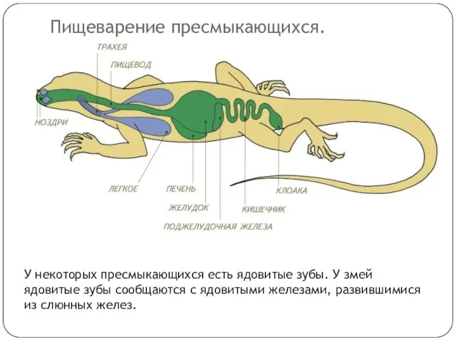 Пищеварение пресмыкающихся. У некоторых пресмыкающихся есть ядовитые зубы. У змей ядовитые зубы