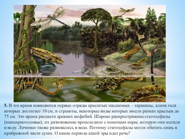 5. В это время появляются первые отряды крылатых насекомых – тараканы, длина