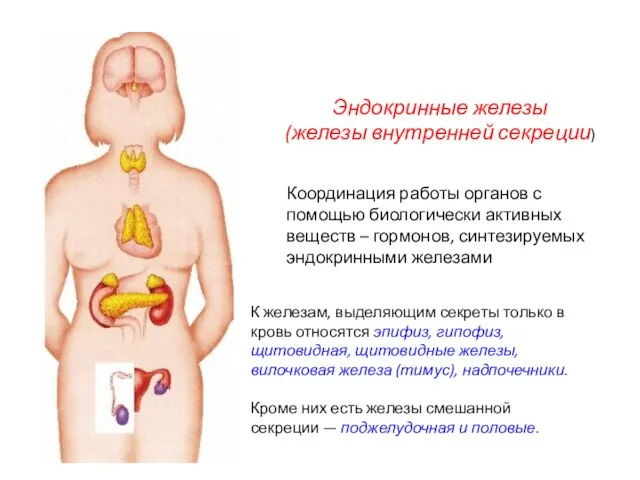 Эндокринные железы (железы внутренней секреции) К железам, выделяющим секреты только в кровь