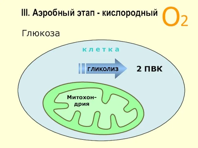 III. Аэробный этап - кислородный О2 Митохон-дрия 2 ПВК гликолиз к л