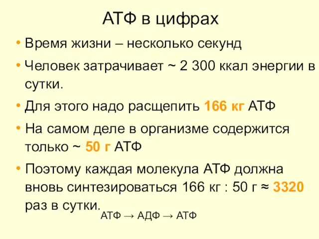 АТФ в цифрах Время жизни – несколько секунд Человек затрачивает ~ 2