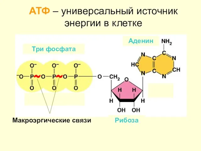 АТФ – универсальный источник энергии в клетке Макроэргические связи