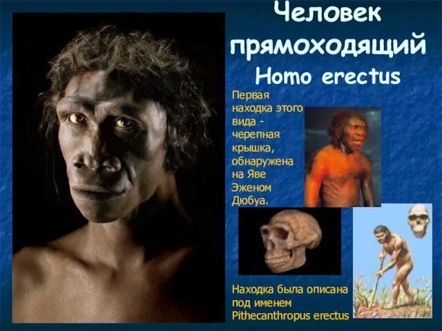 Человек прямоходящий Homo erectus Первая находка этого вида - черепная крышка, обнаружена