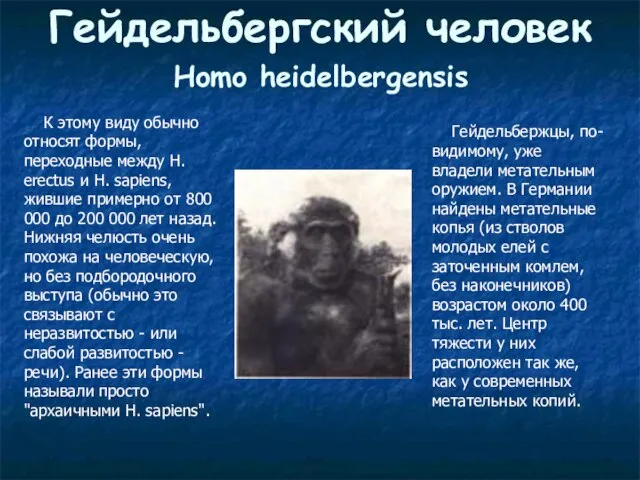 Гейдельбергский человек Homo heidelbergensis К этому виду обычно относят формы, переходные между