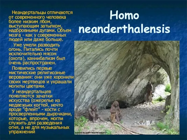 Нomo neanderthalensis Неандертальцы отличаются от современного человека более низким лбом, выступающим затылком,