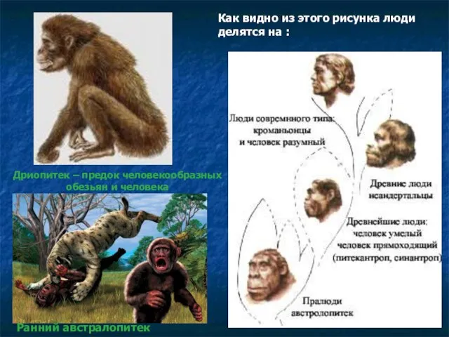 Дриопитек – предок человекообразных обезьян и человека Как видно из этого рисунка