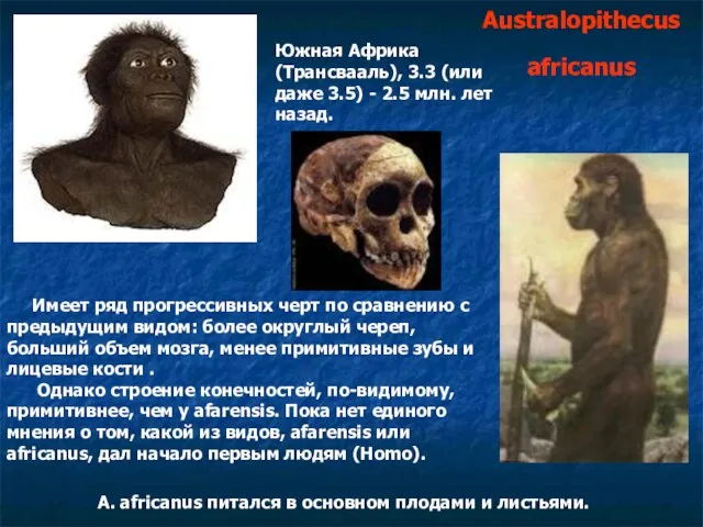 Australopithecus africanus Южная Африка (Трансвааль), 3.3 (или даже 3.5) - 2.5 млн.